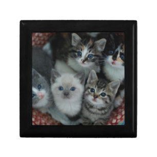 Kittens In A Basket Keepsake Box
