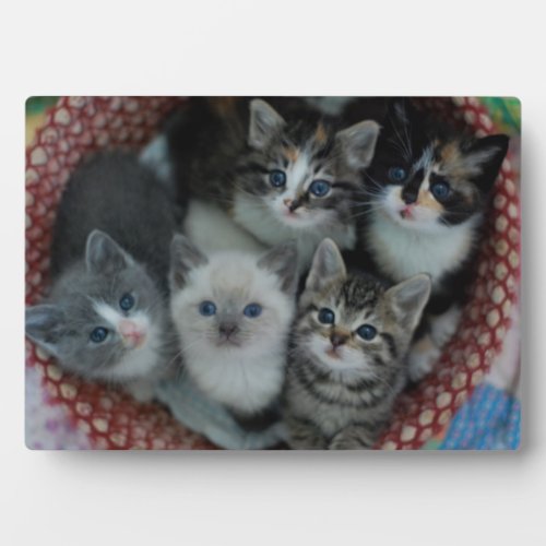 Kittens In A Basket Plaque
