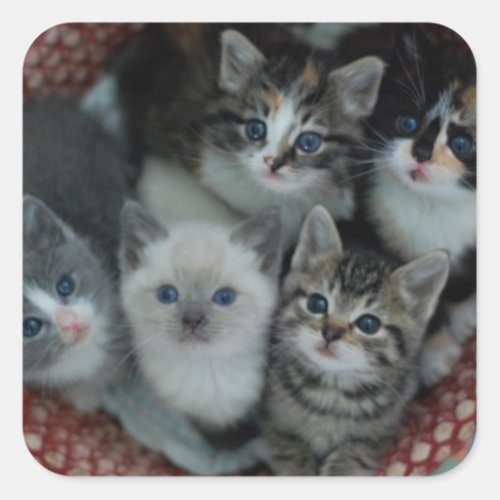 Kittens In A Basket Square Sticker
