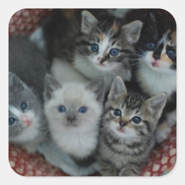 Kittens In A Basket Square Sticker (Front)