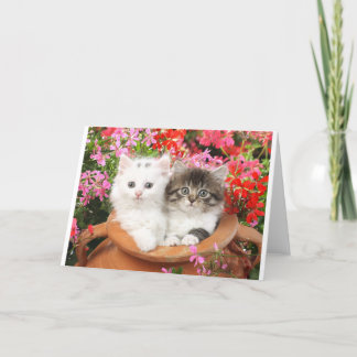 Kittens in a pot. card