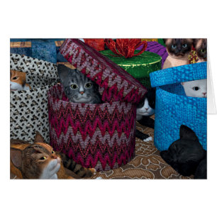 Kittens In Boxes Cards