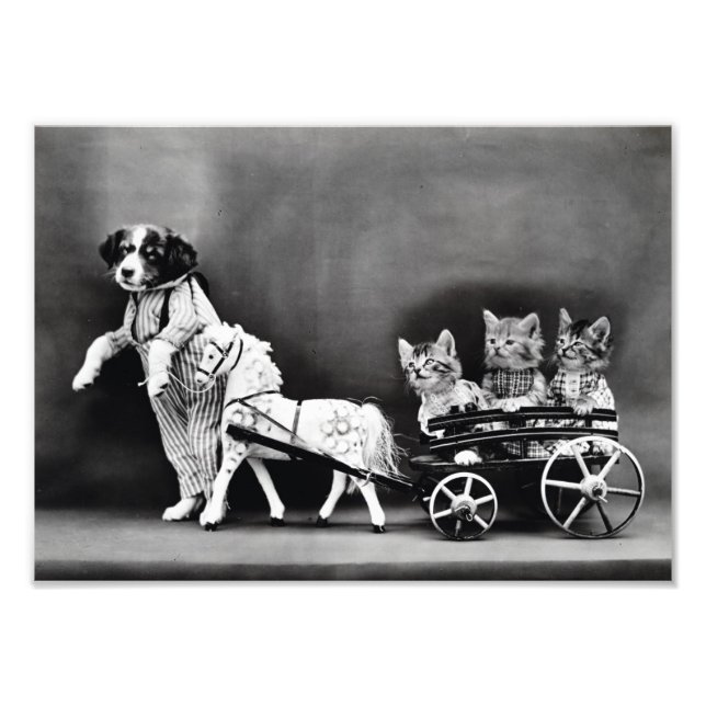 Kittens in Carriage Photo Print (Front)