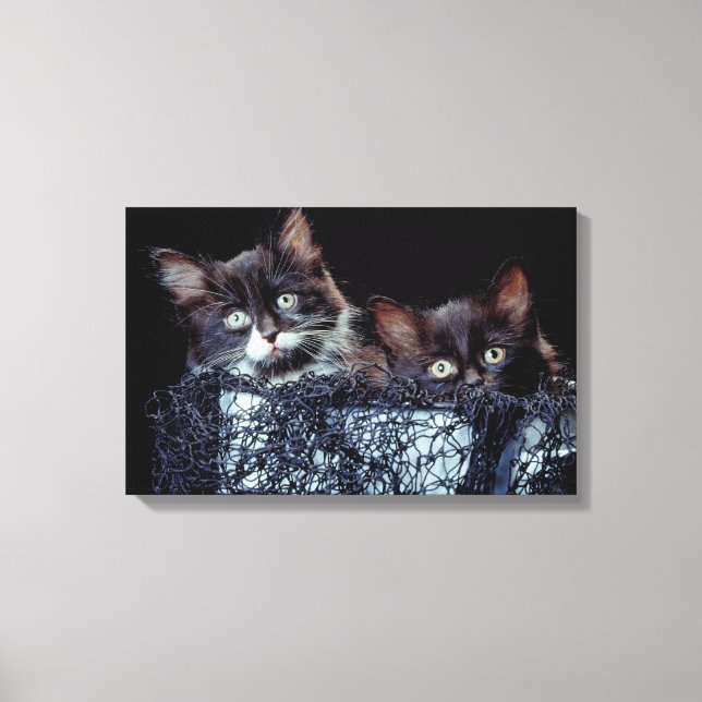 Kittens in container canvas print (Front)