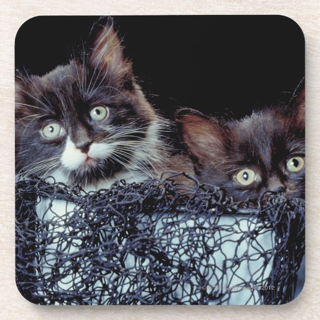 Kittens in container drink coaster (Front)