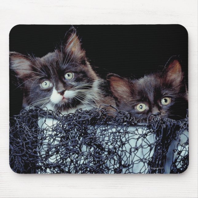 Kittens in container mouse pad (Front)