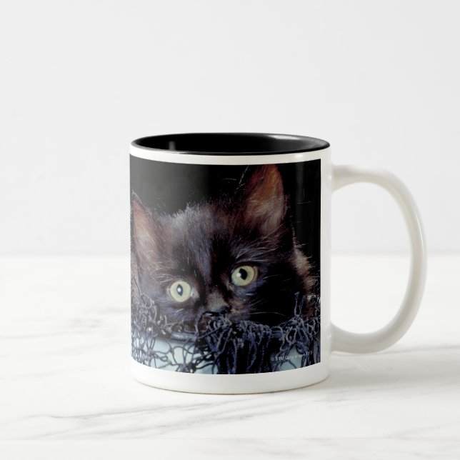 Kittens in container Two-Tone coffee mug (Right)