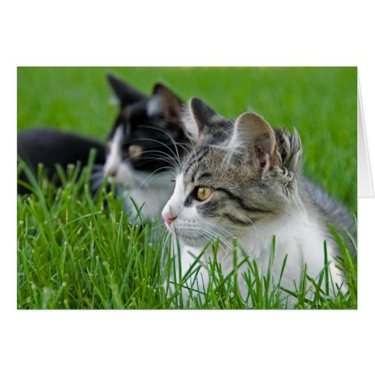 Kittens In Grass Cards (Front Horizontal)