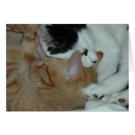 Kittens in Love Cards (Front Horizontal)
