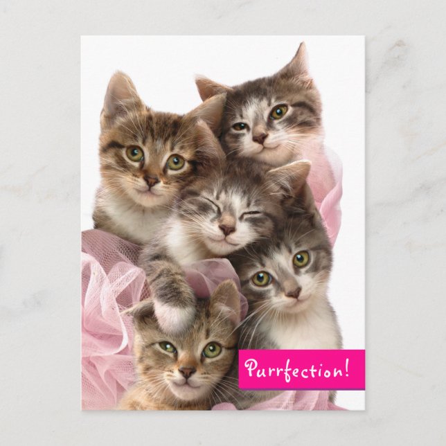 Kittens in Tutus Invitation Postcard (Front)