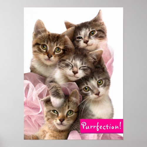 Kittens in Tutus Poster