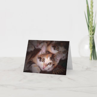 Kittens,Kittens,Kittens Greeting Card