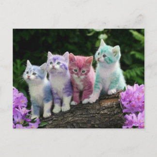 kittens met kleur postcard