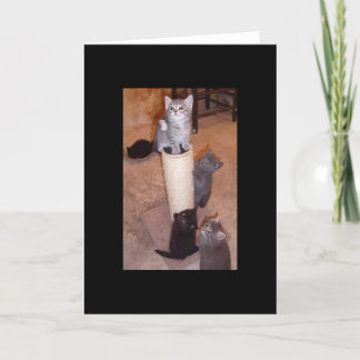 Kittens Playing Card