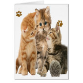 Kittens playing t-shirts (Front)