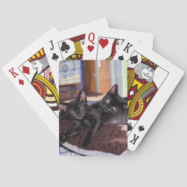 Kittens  poker cards (Back)