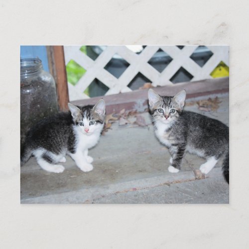 Kittens Postcard