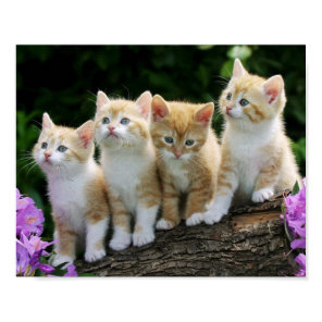 Kittens Poster