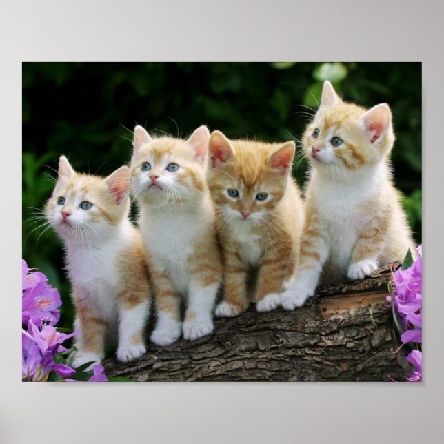 Kittens Poster (Front)