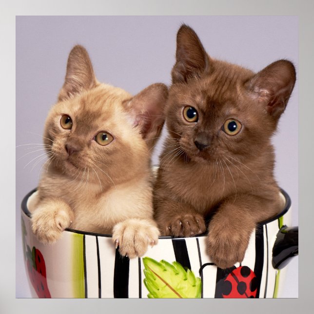 Kittens Poster (Front)