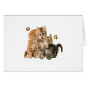 Kittens products (Front Horizontal)