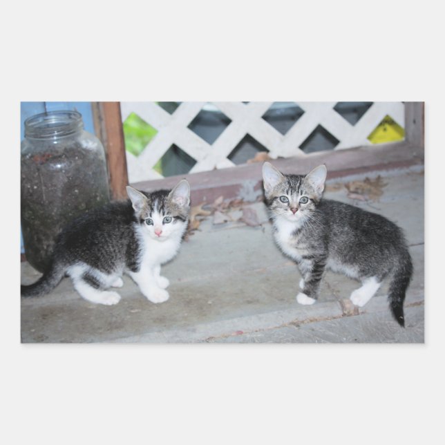 Kittens Rectangular Sticker (Front)