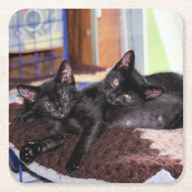 Kittens   square paper coaster (Front)