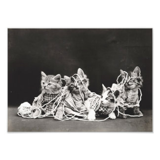 Kittens Tangled in Yarn Photo Print