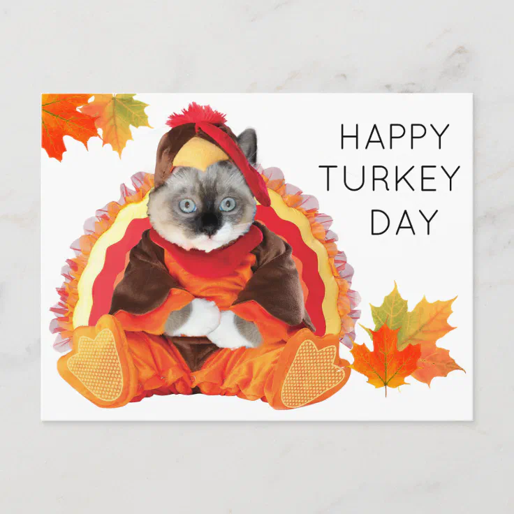 Kittens Thanksgiving Turkey Day Postcard Zazzle