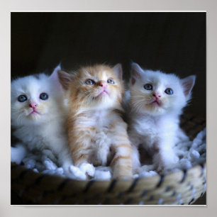 Kittens , Value Poster Paper (Matte)