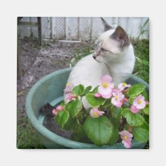 Kittie and Flower Pot Magnet