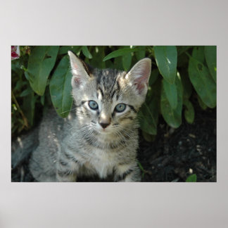 Kitties are cute poster