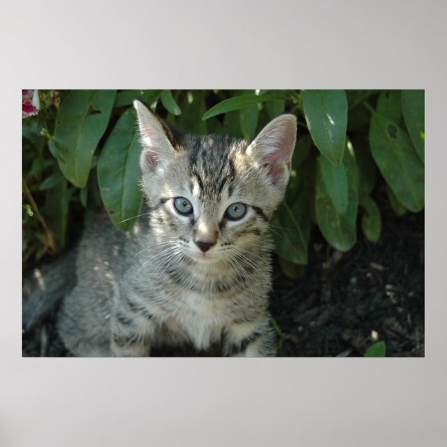 Kitties are cute poster (Front)