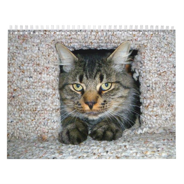 Kitties Calendar (Cover)