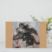 Kitties chair share (Standing Front)