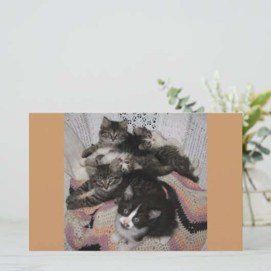 Kitties chair share (Standing Front)