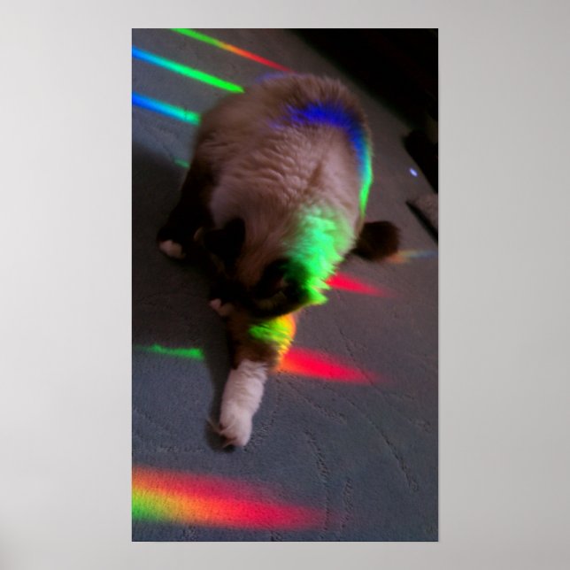 Kitties = Light & Love Poster (Front)