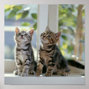 Kitties Poster