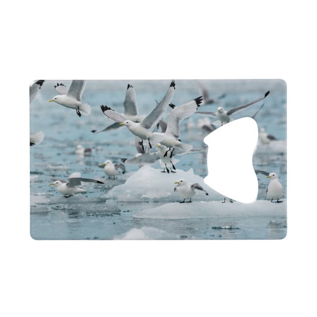 Kittiwakes Flying Credit Card Bottle Opener (Back Horizontal)