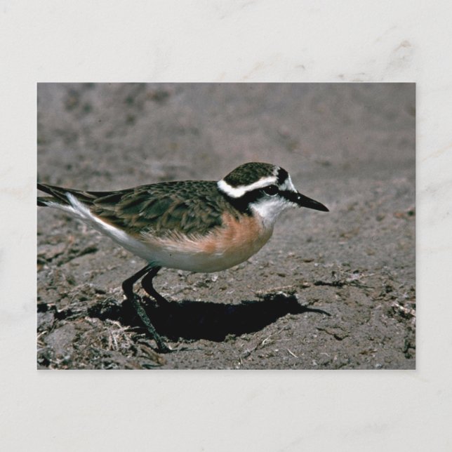 Kittlitz's Plover Postcard (Front)