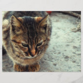 Kitty (Front)
