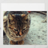 Kitty (Front/Back)