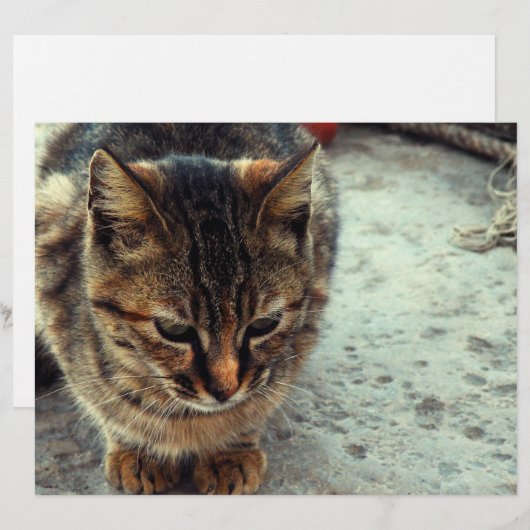 Kitty (Front/Back)
