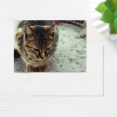 Kitty (Desk)