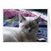 kitty 1 (Front Horizontal)