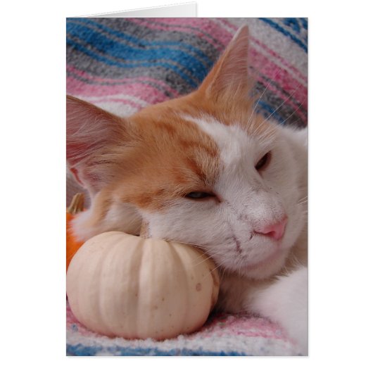 Kitty and Pumpkin Cards (Front)