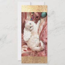 Kitty Angel for Christmas