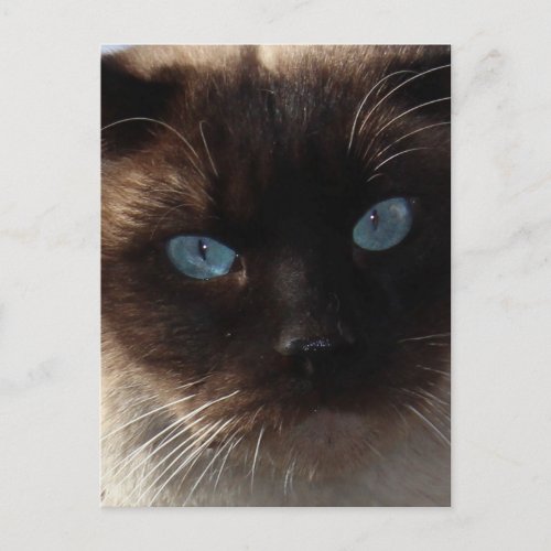 Kitty Blue Eyes Postcard