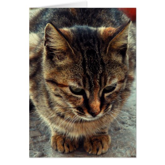 Kitty Cards (Front)