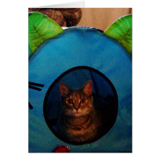 Kitty Cards